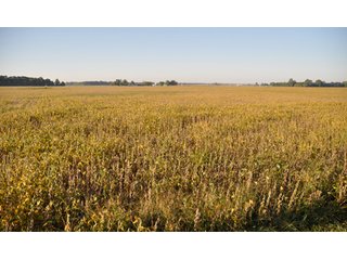 Property photo 15 - 220.9 +/- Acres Offered in 5 Tracts - Farmland Auction
